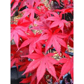   Acer palmatum "Autumn red/Autumn Glory" - Japán juhar