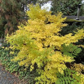 Acer palmatum "Bi-Ho" - Japán juhar