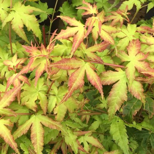 Acer palmatum "Bi-Ho" - Japán juhar