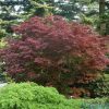 Acer palmatum "Bloodgood"- Japán juhar