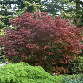 Acer palmatum "Bloodgood"- Japán juhar