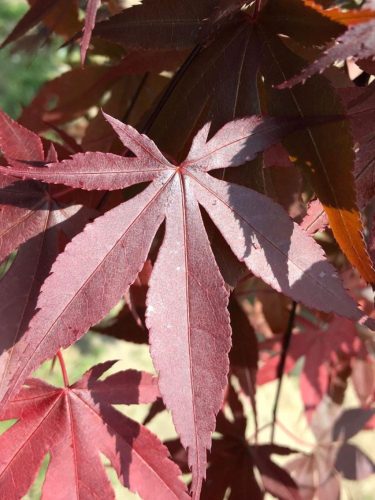 Acer palmatum "Bloodgood"- Japán juhar