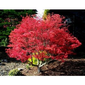 Acer palmatum "Beni Maiko" - Japán juhar
