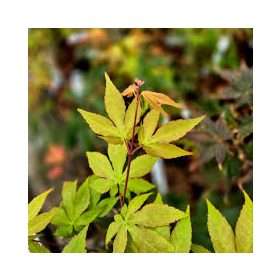 Acer palmatum "Coreanum" - Japán juhar