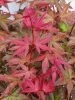 Acer palmatum "Deshojo"- Japán juhar