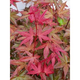 Acer palmatum "Deshojo"- Japán juhar