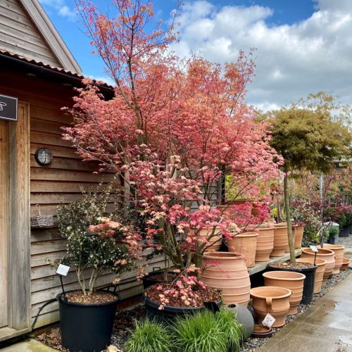 Acer palmatum "Deshojo"- Japán juhar