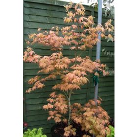 Acer palmatum Disectum "Ariadne"- Japán juhar