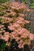 Acer palmatum Disectum "Ariadne"- Japán juhar