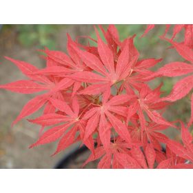 Acer palmatum "Fior D'Aranciao"- Japán juhar