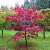 Acer palmatum "Fireglow" - Japán juhar