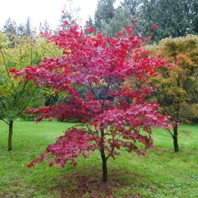 Acer palmatum "Fireglow" - Japán juhar