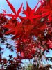 Acer palmatum "Fireglow" - Japán juhar