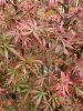 Acer palmatum "Jerre schwartz" - Japán juhar