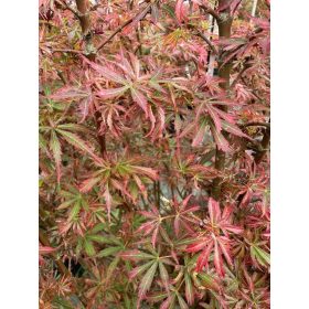 Acer palmatum "Jerre schwartz" - Japán juhar