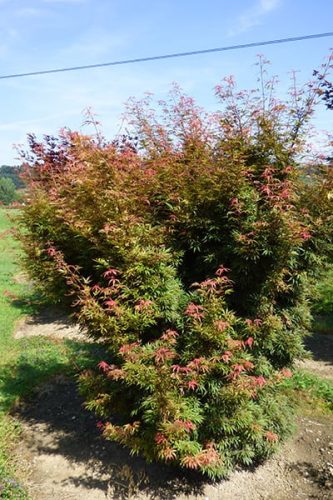 Acer palmatum "Jerre schwartz" - Japán juhar