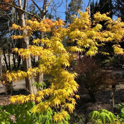 Acer palmatum "Katsura" - Japán juhar