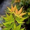 Acer palmatum "Kogane Nishiki" - Japán juhar
