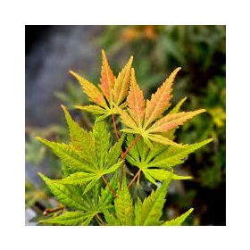 Acer palmatum "Kogane Nishiki" - Japán juhar