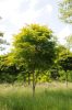 Acer palmatum "Kogane Nishiki" - Japán juhar