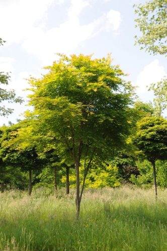 Acer palmatum "Kogane Nishiki" - Japán juhar