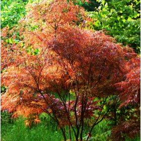   Acer palmatum "Linearilobum Atrolineare" - Japán juhar
