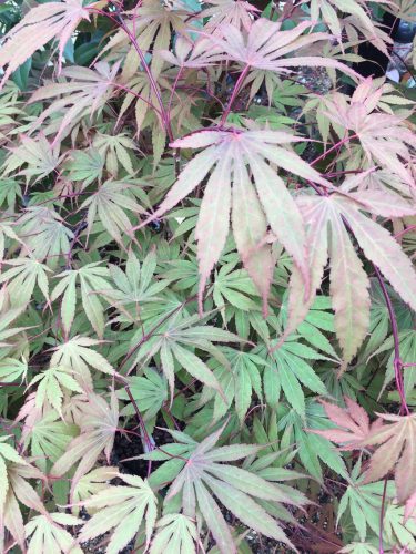 Acer palmatum - Japán juhar