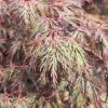 Acer palmatum - Japán juhar