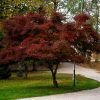 Acer palmatum - Japán juhar