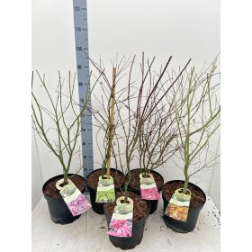 Acer palmatum - Japán juhar