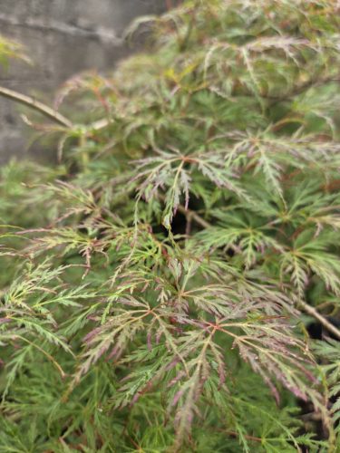 Acer palmatum - Japán juhar