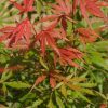 Acer palmatum - Japán juhar