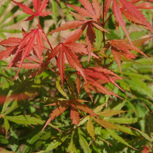 Acer palmatum - Japán juhar