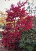 Acer palmatum - Japán juhar