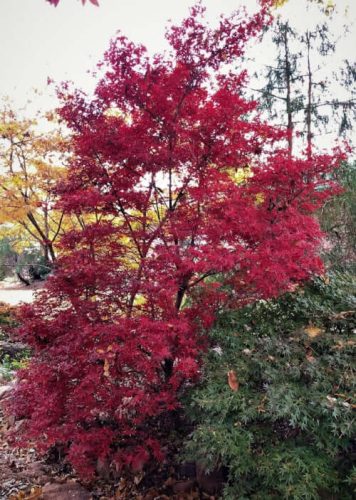 Acer palmatum - Japán juhar