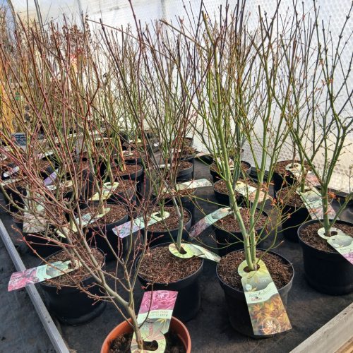 Acer palmatum - Japán juhar