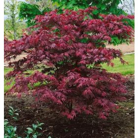 Acer palmatum "Okagami"- Japán juhar
