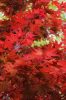 Acer palmatum "Okagami"- Japán juhar