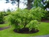 Acer palmatum "Omure Yama" - Japán juhar