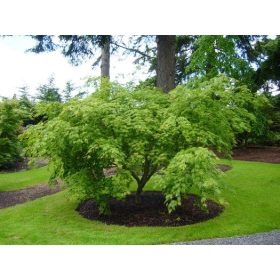 Acer palmatum "Omure Yama" - Japán juhar