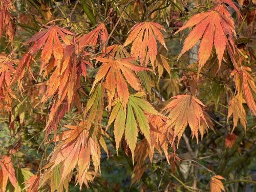 Acer palmatum "Omure Yama" - Japán juhar