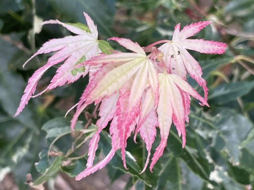 Acer palmatum "Oridono Nishiki" - Japán juhar