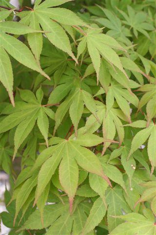 Acer palmatum "Osakazuki" - Japán juhar