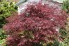 Acer palmatum "Red pygmy" - Japán juhar