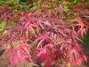Acer palmatum "Red pygmy" - Japán juhar