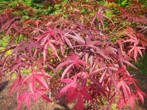 Acer palmatum "Red pygmy" - Japán juhar