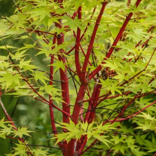 Acer palmatum "Sangokaku/Senkaki"- Japán juhar