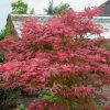 Acer palmatum "Shirazz Dream" - Japán juhar
