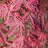 Acer palmatum "Shirazz Dream" - Japán juhar