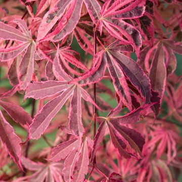 Acer palmatum "Shirazz Dream" - Japán juhar